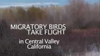 Migratory birds take flight from WRP Easement in Central Valley California [upl. by Llertnad935]