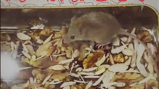 mouse in bakery  rat in food  rat in farms [upl. by Nirred856]