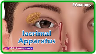 Anatomy of lacrimal apparatus Animation  USMLE Step 1 [upl. by Ayotas438]