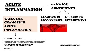 Acute Inflammation  Vascular Change in Acute inflammation Reaction of Blood Vessel in Inflammation [upl. by Arikat]