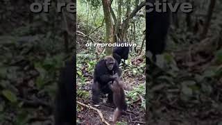 Chimpanzees massacres monkey for no reason wildlife animals animalshorts tiktok animalfacts [upl. by Hutchins656]