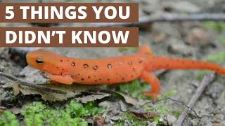 Things you didnt know about Eastern Newts [upl. by Leia]