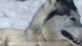 Découverte des Chiens de Traineaux avec Randogs Sancy  19 mars 2016 [upl. by Lamb]