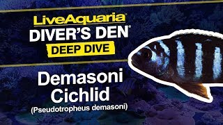 LiveAquaria® Diver’s Den® Deep Dive Demasoni Cichlid Pseudotropheus demasoni [upl. by Gall]