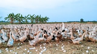 Amazing Duck Farm  Process of Producing Ducks For Eggs and Meat [upl. by Aiza755]