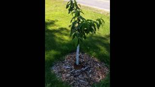 Red Haven Peach Tree at 7 months old  planted from bare root [upl. by Schwenk328]