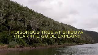 poisonous trees at Sibuya listen to the ranger explaining it [upl. by Paymar710]