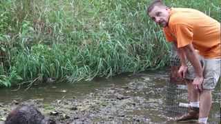 Attack of the 80lb Beaver  Crazy Beaver Action  by Suburban Wildlife Control [upl. by Mazonson]