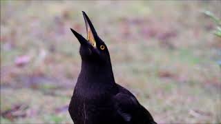 Black Currawong call up close [upl. by Amikehs]