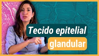 TECIDO EPITELIAL glandular  Histologia [upl. by Berri]