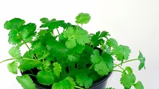 Cómo cultivar cilantro [upl. by Sykleb]