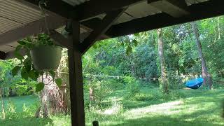 Carolina Wrens Nesting in the Spring Michigan Nature Sights and Sounds [upl. by Notyad]