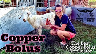 Copper Bouls for Goats  How to Do It and The Best Copper Bolus Gun to Use  Kiko Goats  Goat Video [upl. by Bernt]