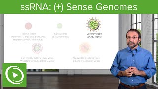 Positivesense Singlestranded RNA ssRNA Virus – RNA Virus Genomes – COVID19  Lecturio [upl. by Arebma710]