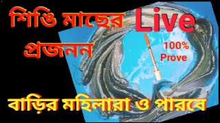 How To Start Breeding Catfish  শিঙি মাছের প্রজনন বাড়ির মহিলারা ও পারবে  প্রমান সহ ভিডিও [upl. by Zane]