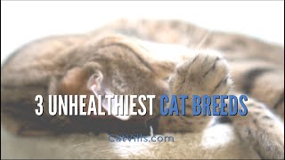 3 UNHEALTHIEST CAT BREEDS [upl. by Dyanna]