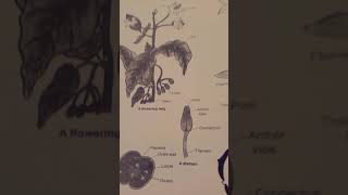 Solanum nigrum figer short video [upl. by Aset]