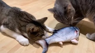 Jordan and Teddy Review  Flopping Fish Cat Toy 2020 [upl. by Ojillib]