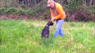 Beginning Upland Work Introduction to Pointing Using the GibbonsWest Method [upl. by Nonie]