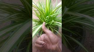 repoting pandanus veitchii plant 🤩 pandanus youtubeshorts [upl. by Rona44]