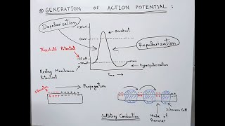 How Action Potential is Generated and Propagated in a Neuron  Threshold Potential  Depolarization [upl. by Gilbye280]