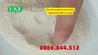 Saccharomyces cerevisiae dạng bột tan trong nước 0866844512 [upl. by Tia902]