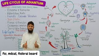 life cycle of fern  life cycle of adiantum class 11 [upl. by Mcdowell]