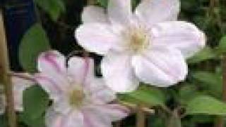 Evison Clematis [upl. by Woodhouse]