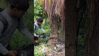 Tebang pohon kelapa yang kena petir jadikan sesuatu🤤 876 KOOKIKO [upl. by Anikehs]