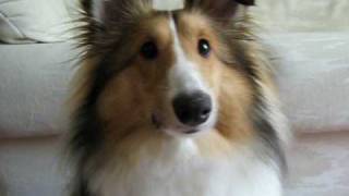 Sheltie Surprise  Puppy Shetland Sheepdog [upl. by Eahsat]