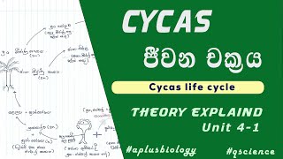 Cycas life cycle in sinhala  Cycas ජීවන චක්‍රය  Theory සරලව පැහැදිලිව [upl. by Coward917]