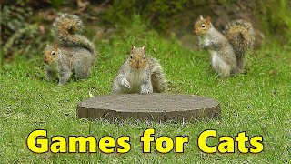 Cat Games  Catch The Squirrels [upl. by Aehr]