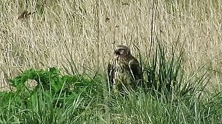 Northern Harrier Call  Circus cyaneus [upl. by Gerfen456]