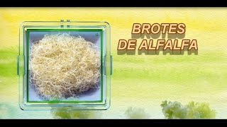 Como hacer brotes de alfalfa [upl. by Bautista]