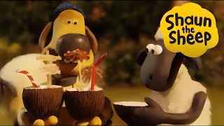 Shaun the Sheep Full Episode The Coconut El Coco nuts adventure  cartoon for kids [upl. by Nollaf666]