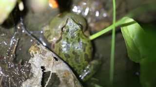 Pacific Treefrog Calling [upl. by Lynna656]