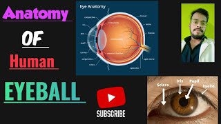 anatomy of the eyeball  Human eye anatomy Structure  Parts  Functions  Rods amp Cones [upl. by Atilrep]