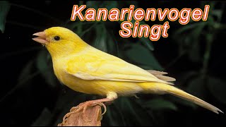 Kanarienvogel Singt  Der beste Weg Ihren eigenen Kanarienvögeln das Singen beizubringen [upl. by Juxon]