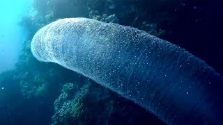 Pyrosome colony of microorganisms different kinds Пиросома колония микроорганизмов разные виды [upl. by Cicenia]