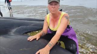 Whale stranding worst in NZ in 100 years RNZ Checkpoint [upl. by Filip665]