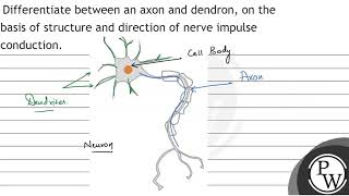 Differentiate between an axon and dendron on the basis of structur [upl. by Anot832]