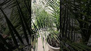 Palme richtig umtopfen DIY Tutorial Phoenix canariensis Kanarische Dattelpalme 🌴 pflanzen Substrat [upl. by Phillipe]