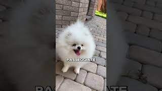 QUANTE volte andare a PASSEGGIO cane short cani canefelice pelosi viral [upl. by Jahncke]