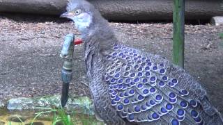 grey peacock pheasant [upl. by Ida]