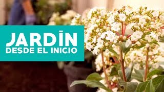 ¿Cómo hacer y planificar un jardín desde el inicio [upl. by Akerdnahs]