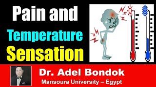 Pathway of Pain and Temperature Sensation Dr Adel Bondok [upl. by Ahsiener]