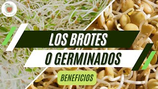 BROTES GERMINADOS Beneficios para la Salud [upl. by Oaoj]