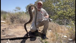 The Most Rattlesnakes Ive Ever Seen 😱 [upl. by Teri]