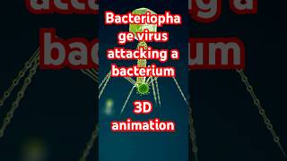 Bacteriophage virus attacking a bacterium 3D animation [upl. by Eidissac]