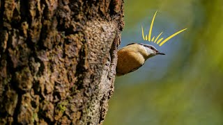 Nuthatches with the Nikon Z9s Auto Capture  Photographing Nesting Birds Day 2 [upl. by Llerrahs]